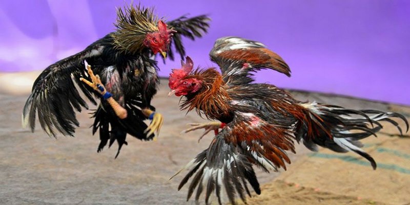 Sơ lược thông tin cơ bản về đá gà cựa dao