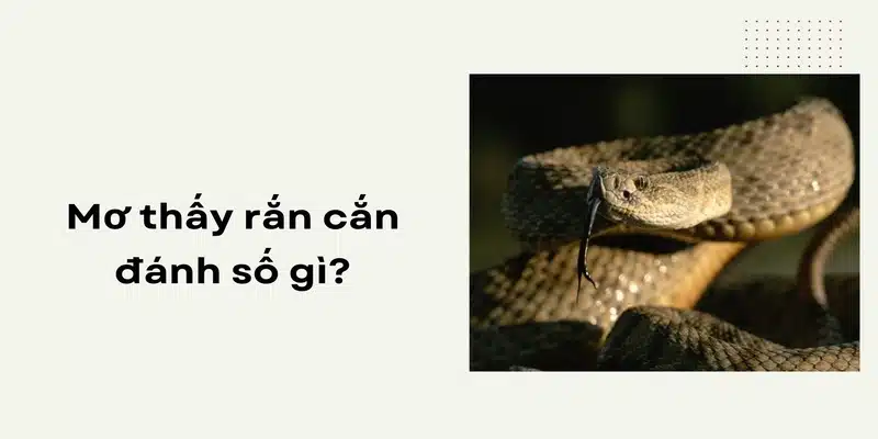 Nằm mơ bị rắn cắn