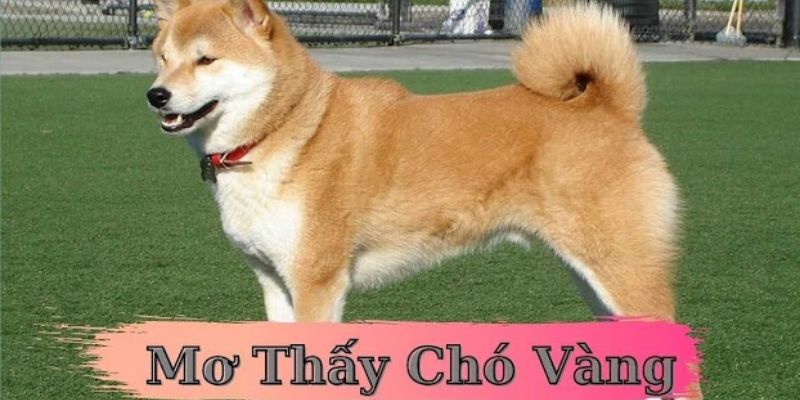 Nằm mơ thấy chó vàng có ý nghĩa đặc biệt gì?